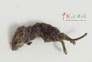 老鼠吃瓜事件真相视频,真相视频曝光背后的惊人内幕