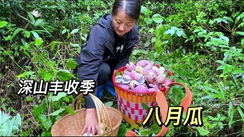 九月吃八月瓜视频,九月品尝美味佳肴