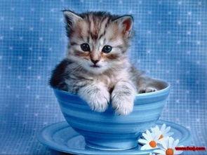 猫吃哈密瓜的视频,萌态十足引网友热议