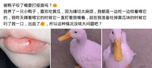 鸭子吃瓜视频大全集,趣味视频大全集回顾