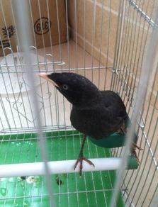 八哥吃瓜的视频大全,趣味视频全集盘点