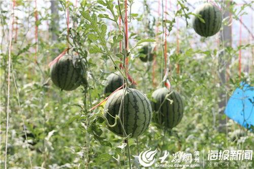 商洛万达吃瓜视频,揭秘幕后真相，网友热议不断