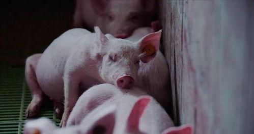 猪吃瓜有营养吗视频讲解,视频讲解揭示惊人真相