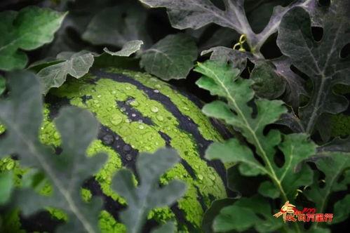 工作中的吃瓜视频,娱乐视频背后的职场文化洞察