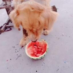 萌宠吃瓜视频,欢乐无限，带你领略萌宠界的趣味瞬间