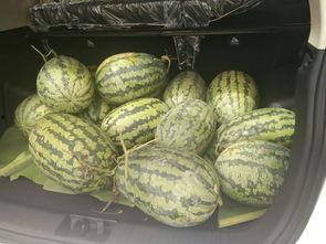 吃瓜搬凳子视频